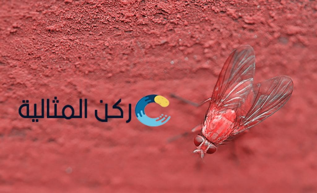 افضل شركة مكافحة حشرات بالجبيل