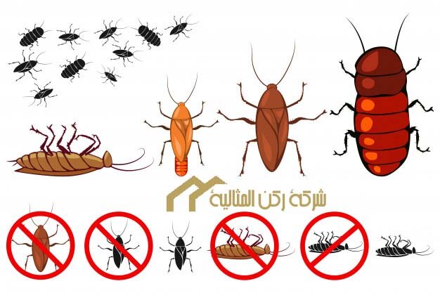 شركة مكافحة حشرات بالدمام